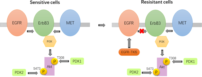 MET扩增导致EGFR-TKI耐药的机制