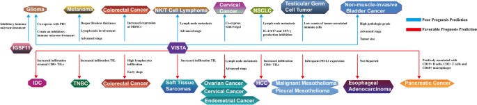 IGSF11与VISTA的预后预测