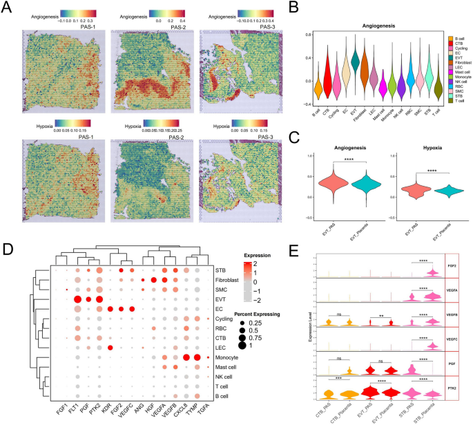 血管生成通路在EVT spot的富集