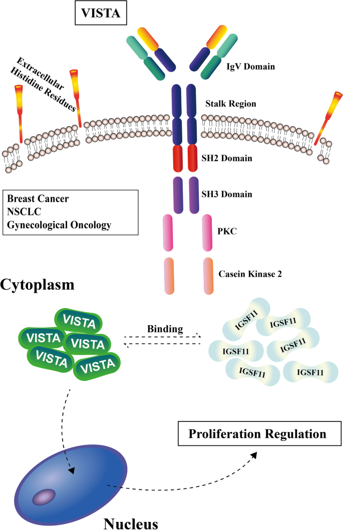 IGSF11与VISTA的增殖调控