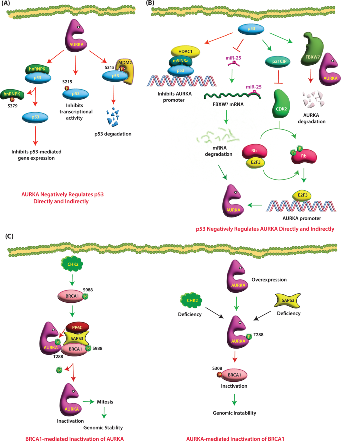 图2：p53与AURKA的负反馈环路