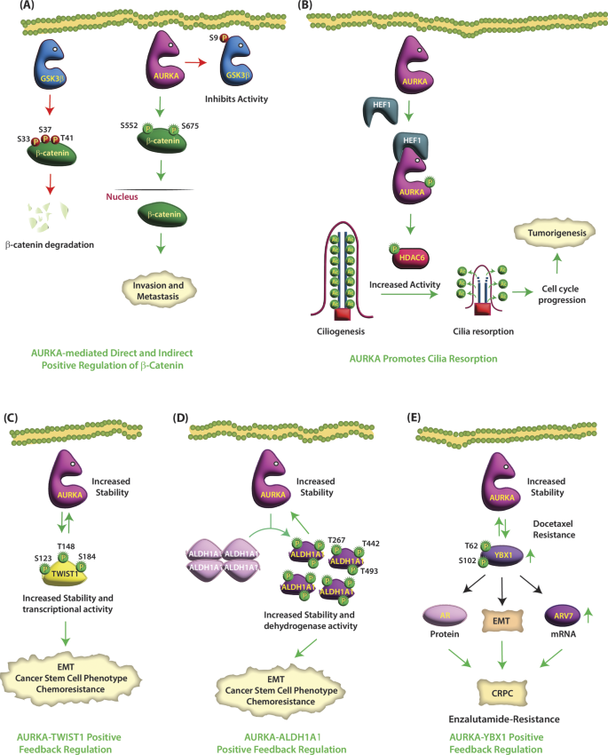 图5：ALDH1A1与AURKA的正反馈环路