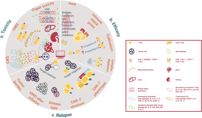 CAR-T细胞治疗个体化管理的生物标志物框架