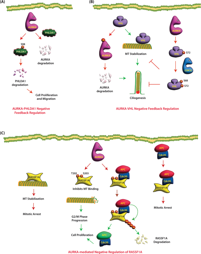 图3：VHL与AURKA的双向调控