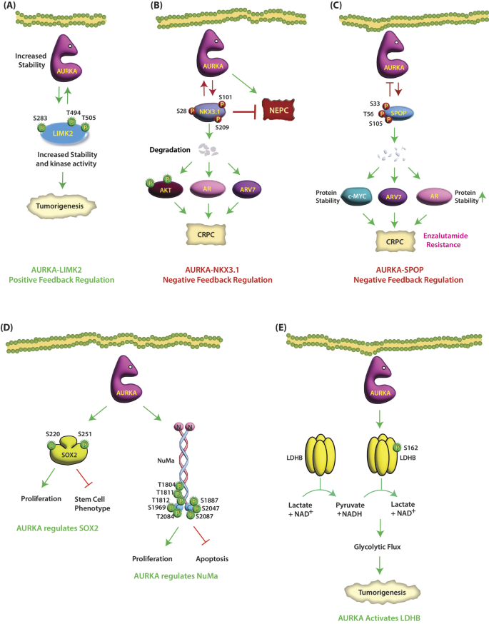 图6：LIMK2与AURKA的正反馈环路
