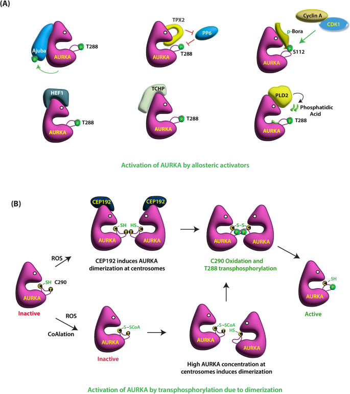 Aurora激酶A在癌症中的“重要伙伴”：组合是关键文献解析