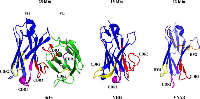 纳米抗体与ScFv结构对比