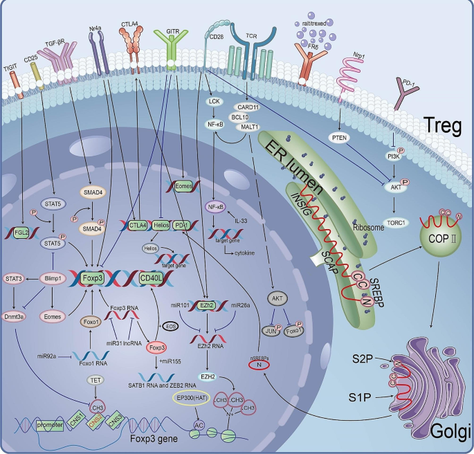 TI-Treg重编程的内源性信号通路