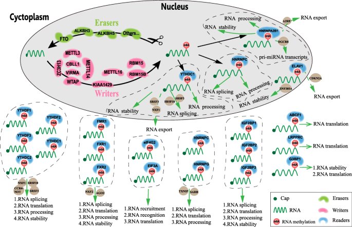 m6A修饰在乳腺癌中的作用机制