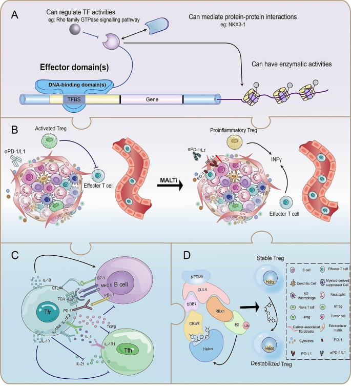 转录因子与信号通路机制