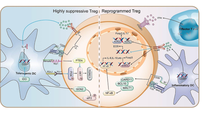 炎症因子与DCs调控机制
