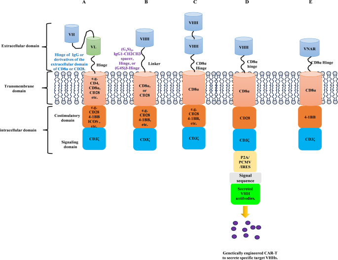 纳米抗体CAR结构优化
