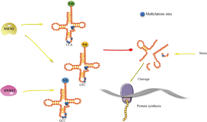 图3：m⁵C对tRNA稳定性的调控
