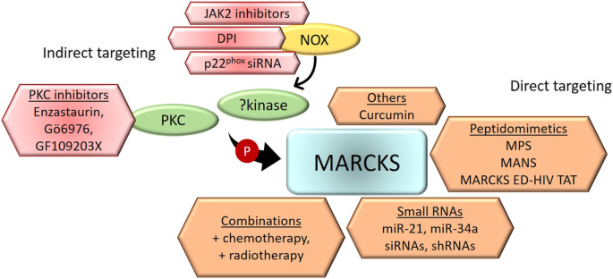 MARCKS靶向治疗策略示意图