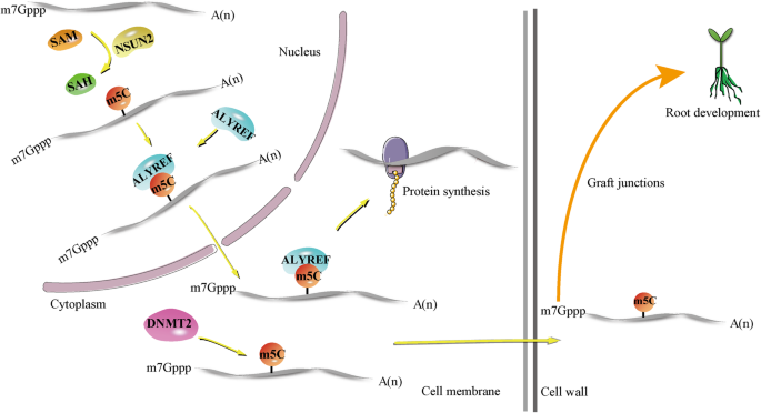 图2：m⁵C对mRNA运输的调控