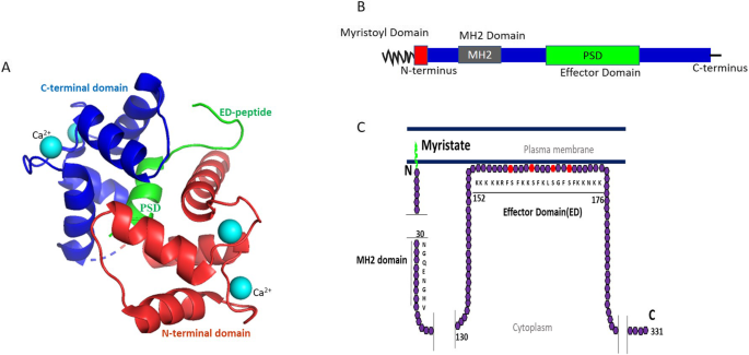 MARCKS结构示意图