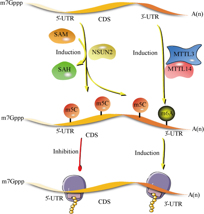图1：m⁵C对mRNA翻译的调控