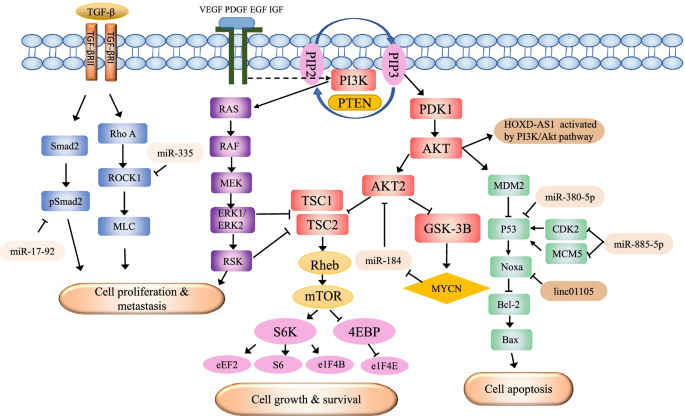 非编码RNA参与的神经母细胞瘤信号通路