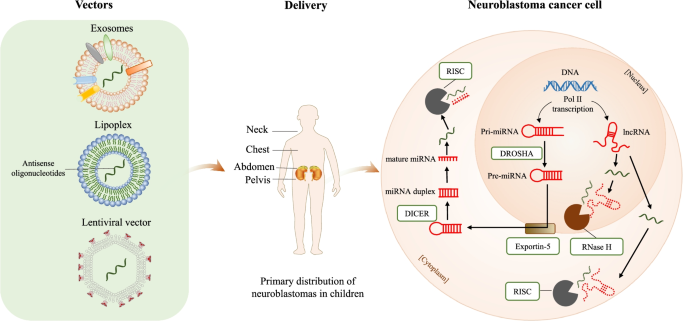 非编码RNA靶向治疗的递送策略