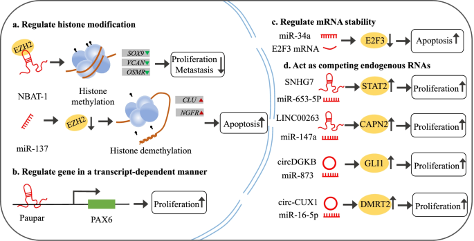 非编码RNA在神经母细胞瘤中的调控机制