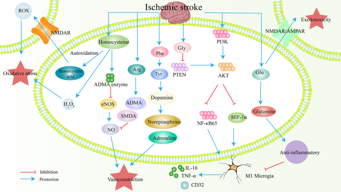 图1 缺血性卒中代谢物氨基酸变化对神经系统的影响