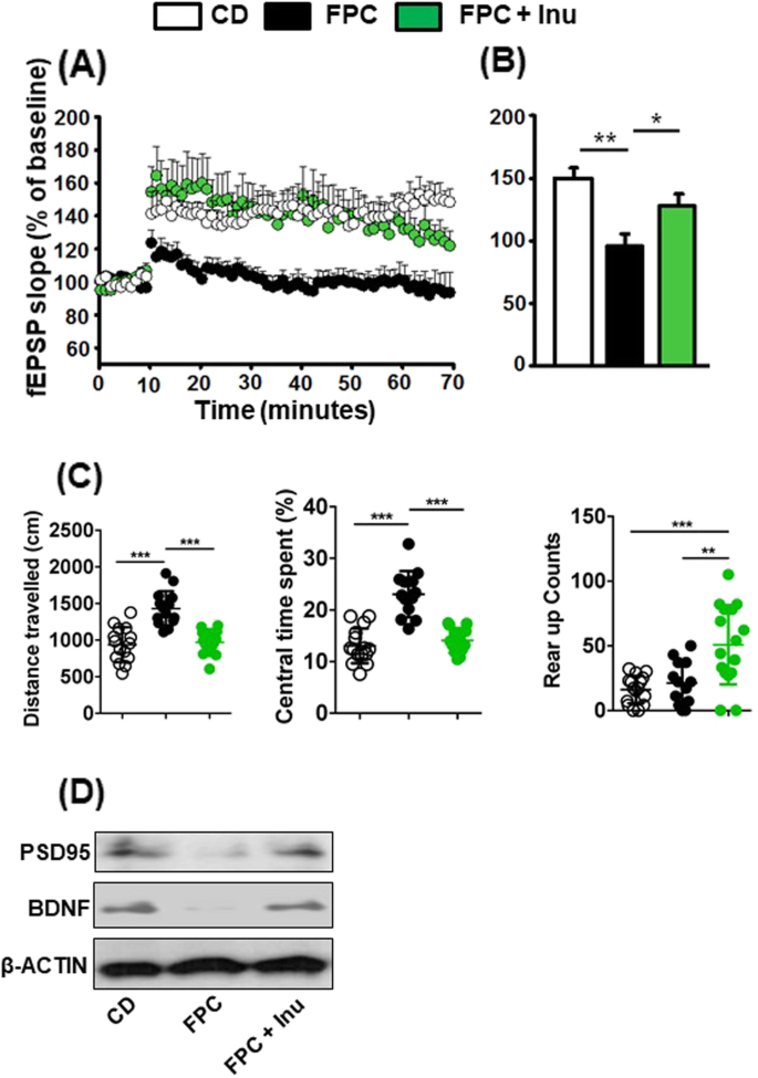 图4 菊粉恢复FPC饮食降低的神经可塑性