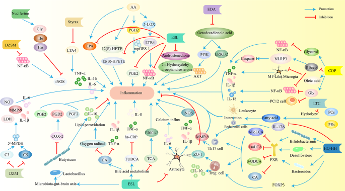 图7 中药对缺血性卒中的抗炎机制