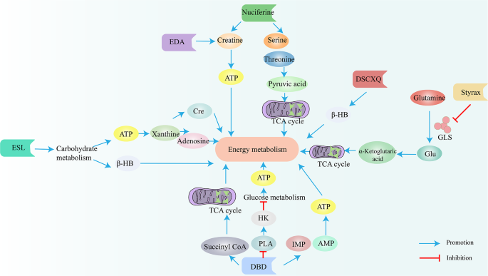 图4 中药对缺血性卒中能量代谢的调节机制