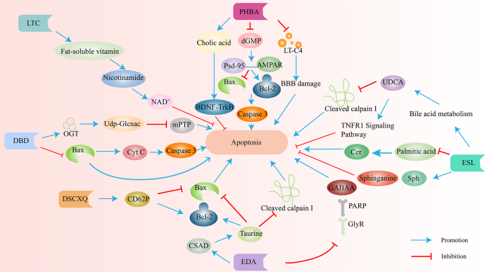 图6 中药对缺血性卒中的抗凋亡机制