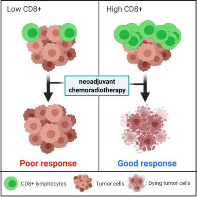 图1：CD8+ TILs密度与直肠癌患者预后的关联