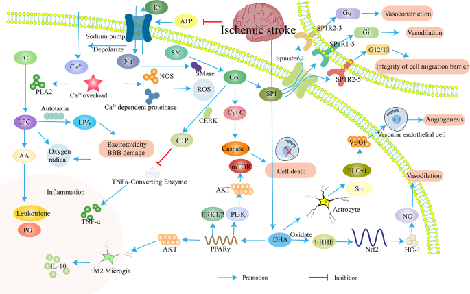 图2 缺血性卒中脂质代谢变化对神经系统的影响