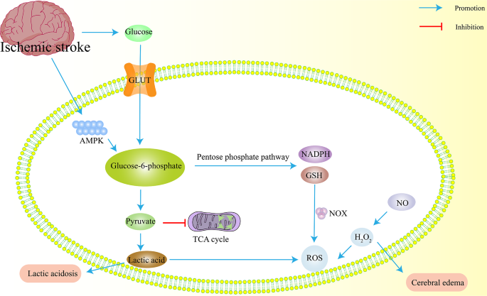 图3 缺血性卒中能量代谢变化的影响