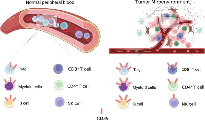 CD39在免疫细胞中的表达