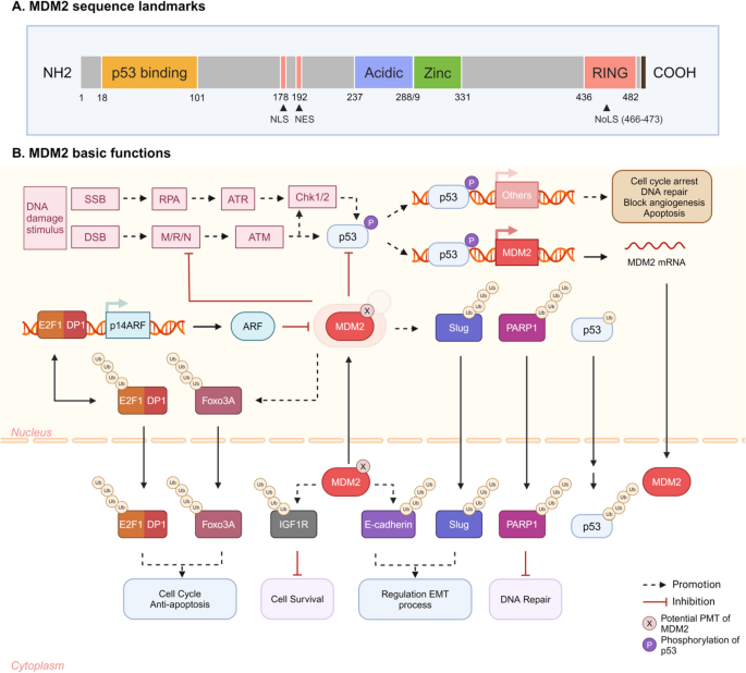 MDM2 Sequence and Its Function