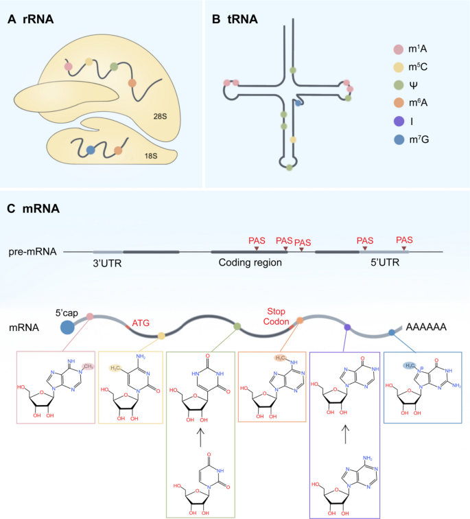 RNA修饰的分布与化学结构