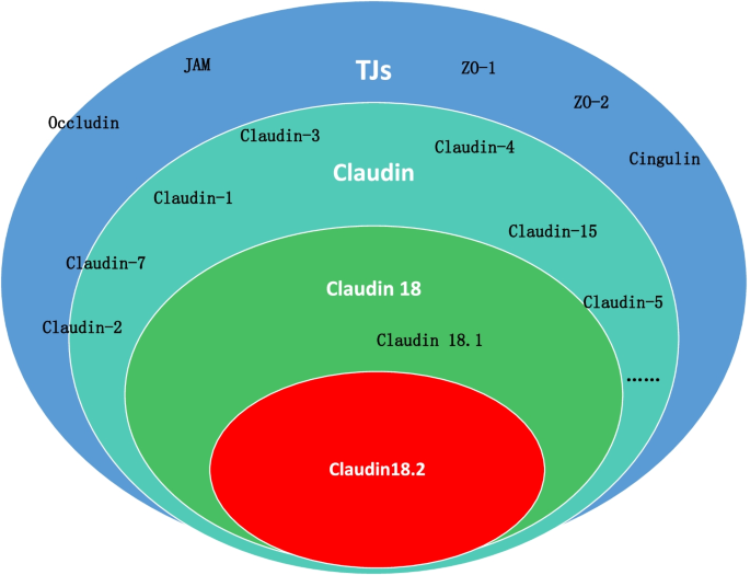 Claudins家族分类