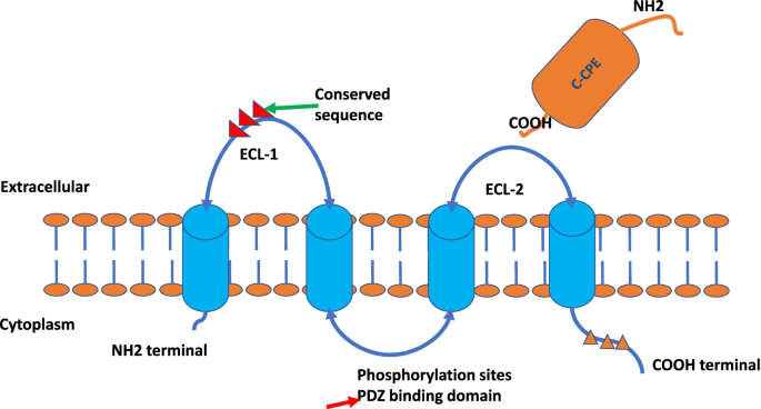 Claudin18.2分子结构