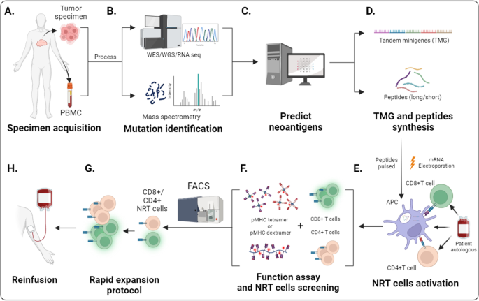 NRT细胞制备流程