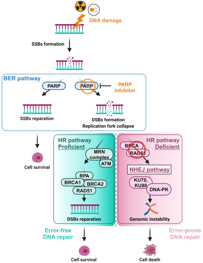HRD与PARPi的合成致死机制