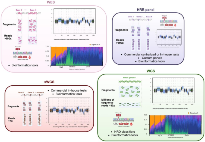 NGS检测HRD的方法