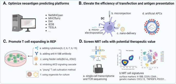 NRT细胞诱导改进策略