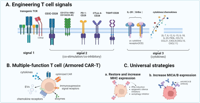 NRT细胞功能增强策略