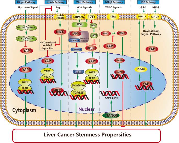 YAP1相关LCSCs信号通路