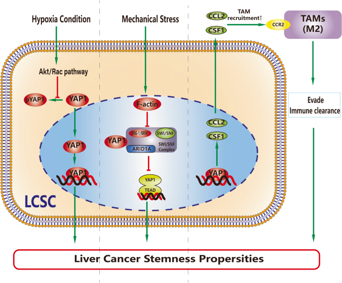 YAP1诱导LCSCs的微环境机制