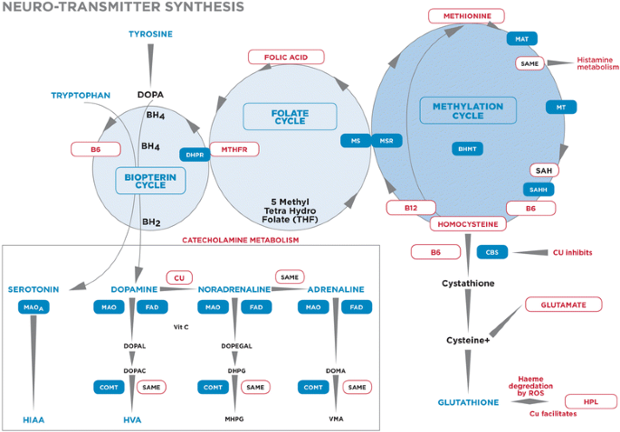 图1 儿茶酚胺合成与营养因子的关系