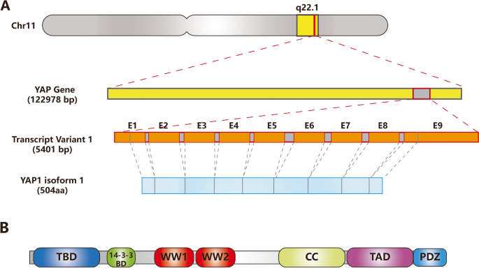 YAP1基因与蛋白结构