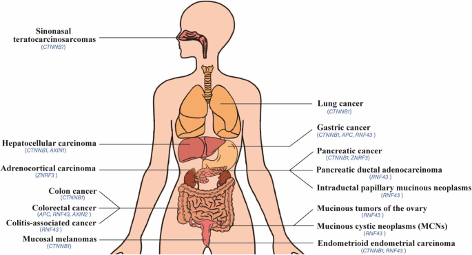 肿瘤中Wnt通路基因突变的组织分布