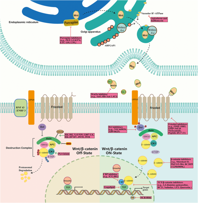 Wnt通路及靶向治疗药物