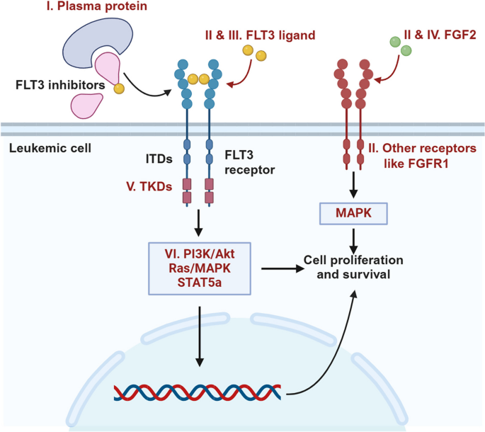FLT3抑制剂耐药的机制