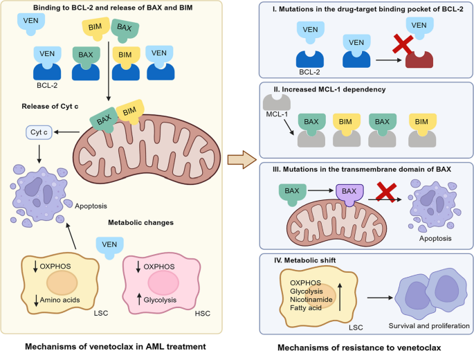 venetoclax耐药的机制